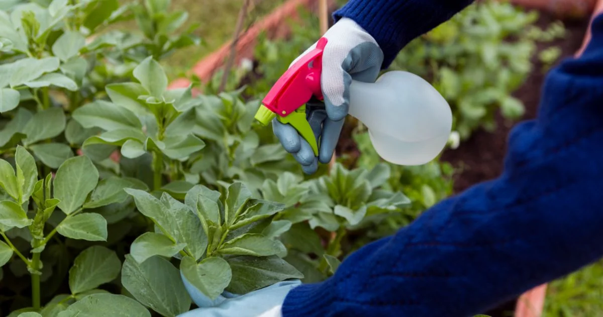 Person spraying pesticide on garden plants with a hand sprayer.